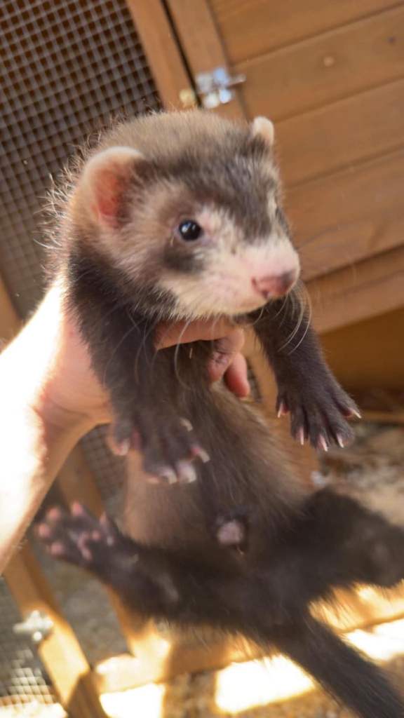 Ferret kits . 