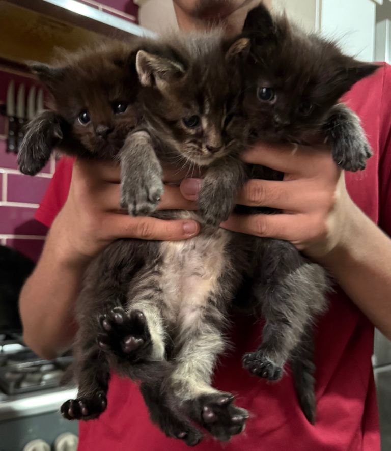 Beautiful Maine Coon Kittens – 2 Boys & 1 Girl 