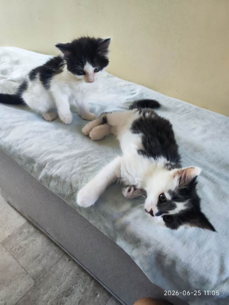 Kitten 