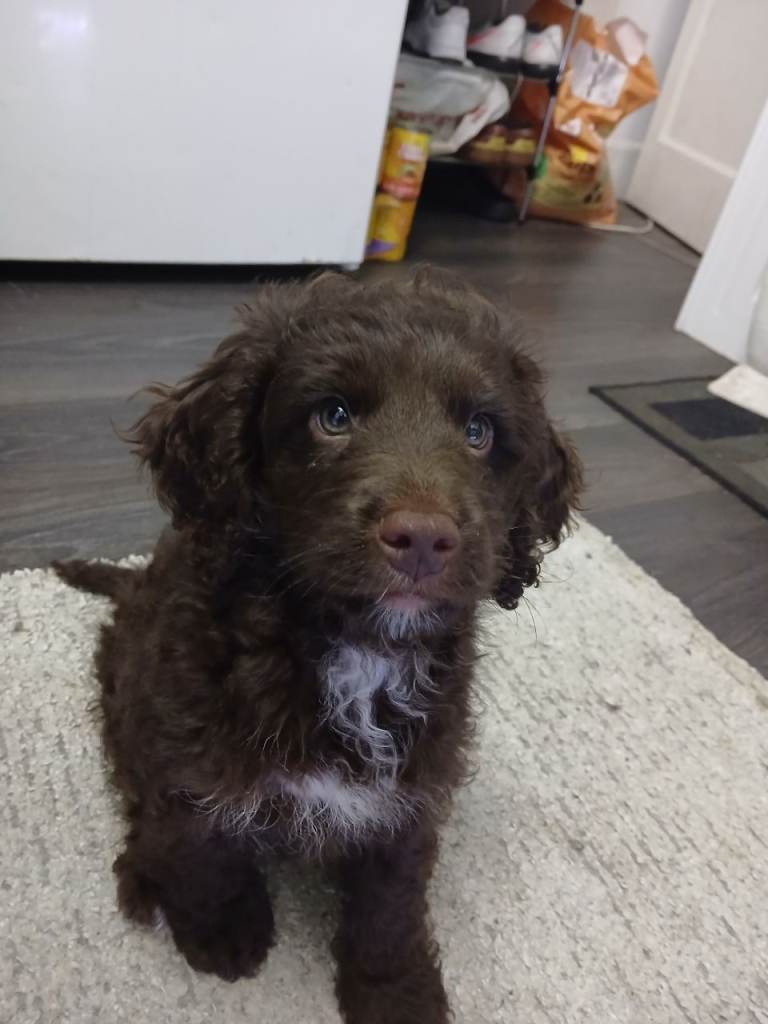 F1 miniature cockapoos available 16th feb