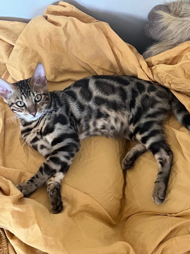 Bengal boy