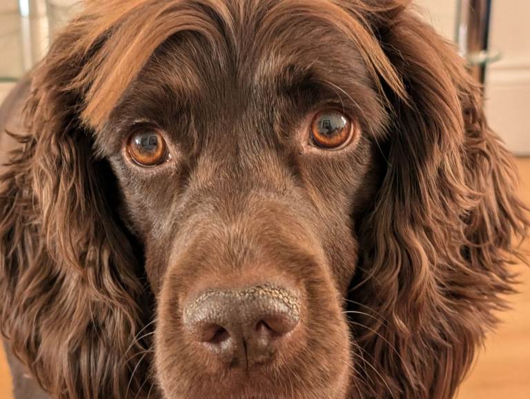 Sprocker Spaniel (Male)