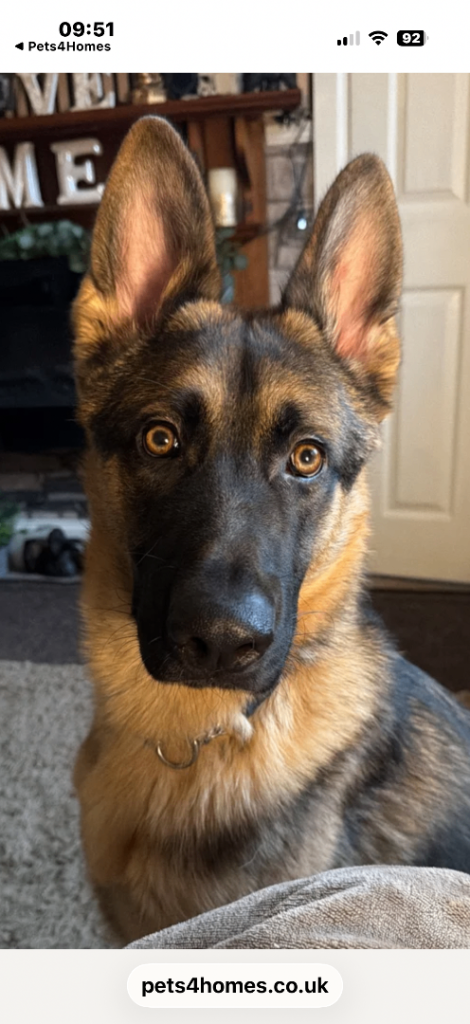 15month old German Shepherd