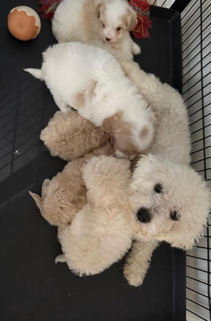 F2 Cavapoo puppy’s