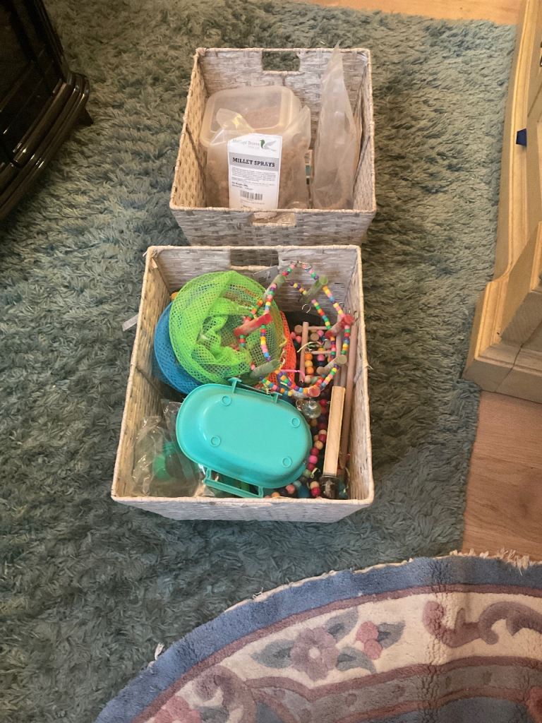 BIRD CAGE WITH 3 GORGEOUS BUDGIES WELL LOOKED AFTER ALWAYS SINGING 