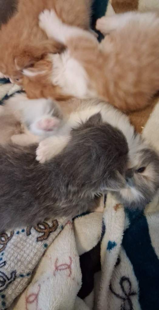 beautiful fluffy kittens grey one and ginger and white one sold 