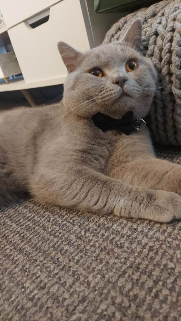 Lilac active registered amazing boy