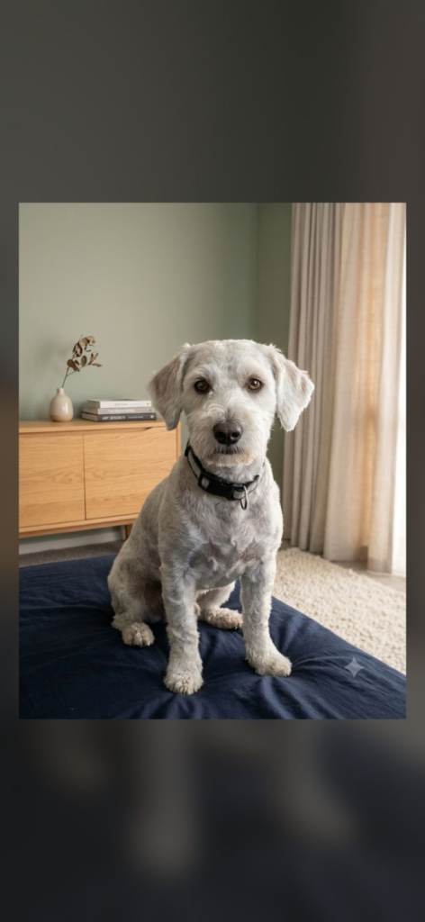 Bichon Maltese