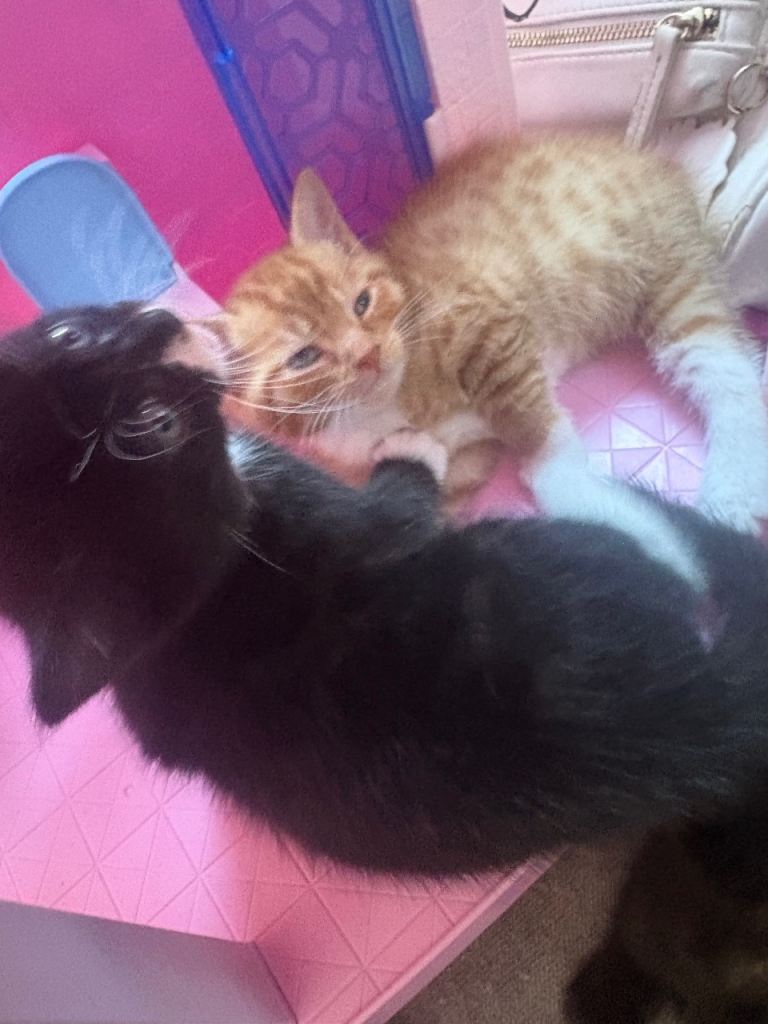 5 half bengal kittens 
