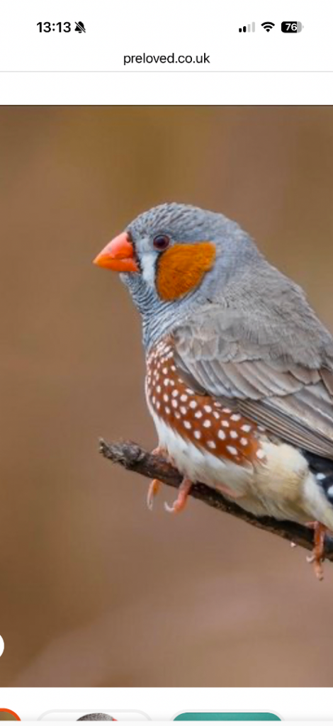 8 zebra finch male and female