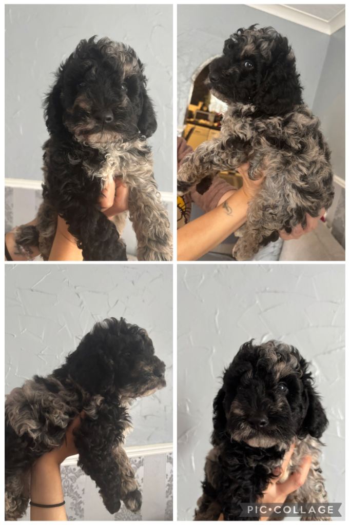 F1b cockapoo pups
