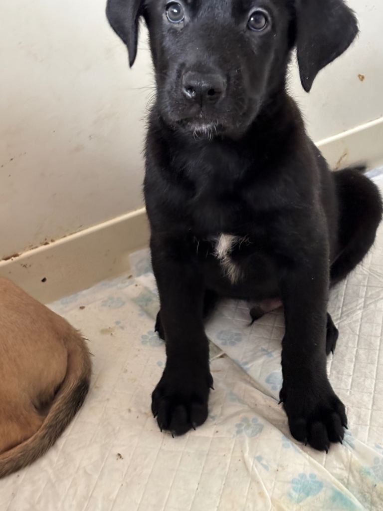 Cane Corso × Belgian Malinois 9 weeks old, ready to leave now, only 3 left  