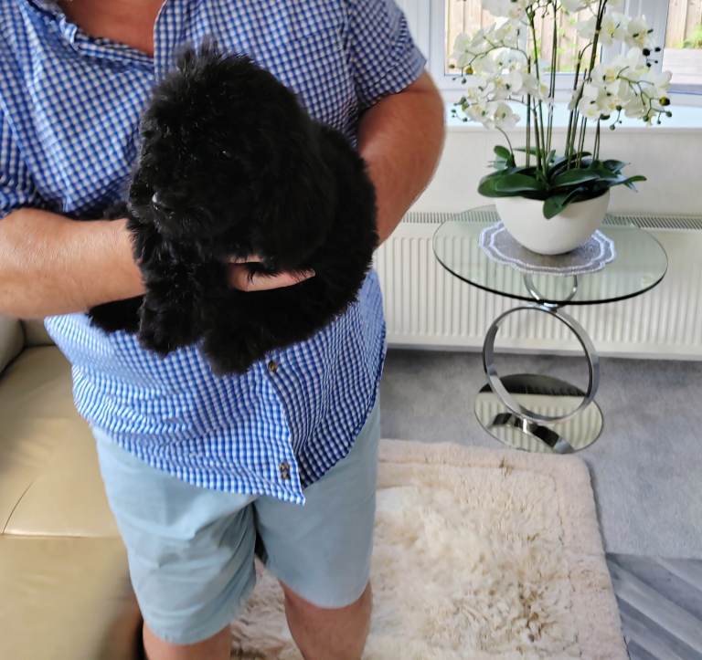  CAVAPOO PUPPIES DNA HEALTH TESTED PARENTS/GRANDPARENTS LICENCED BREEDER 