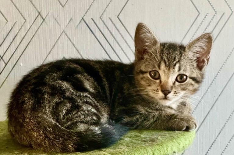 🐱 3 x  Available STUNNING RAGDOLL × TABBY × BRITISH SHORTHAIR KITTENS — LOVELY NATURES