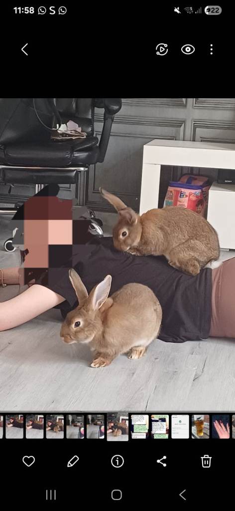 2 male rabbit's 