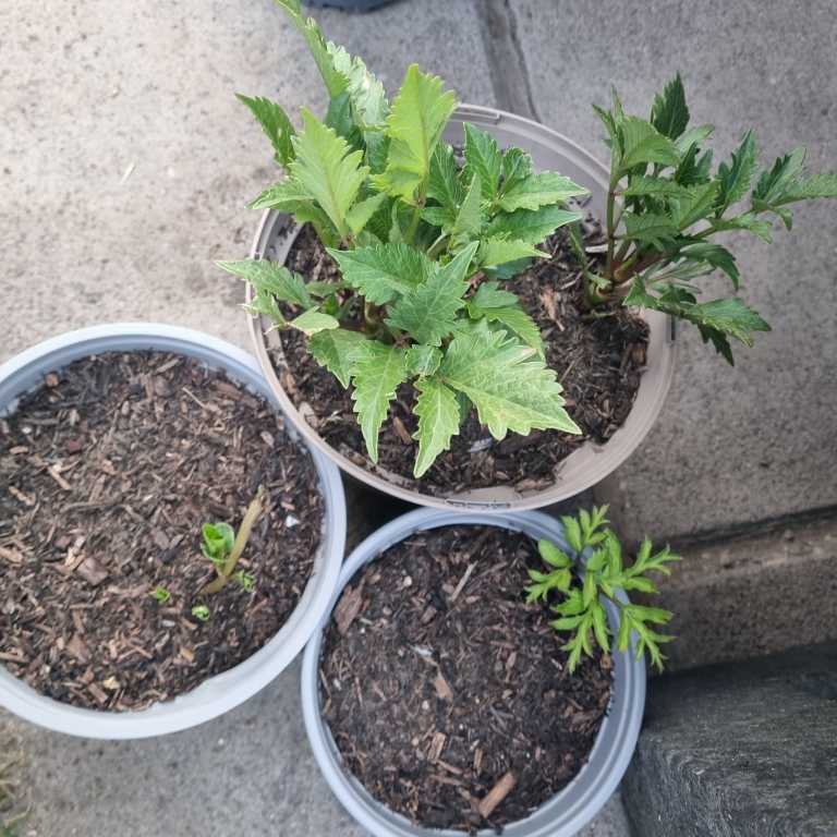 Dahlia Outdoor Garden Plant - £3each