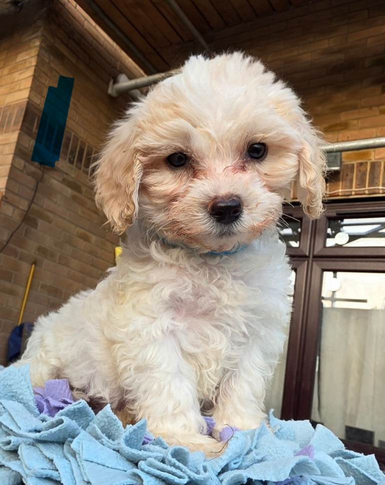 Cockerchon pups ready now 