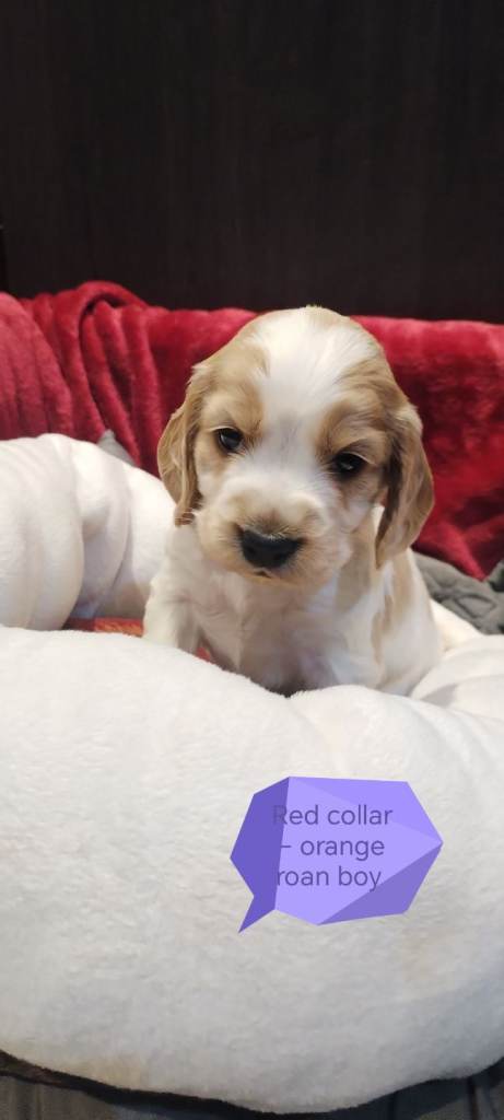 Stunning Kc reg cocker spaniel pups for sale - golden and orange roan