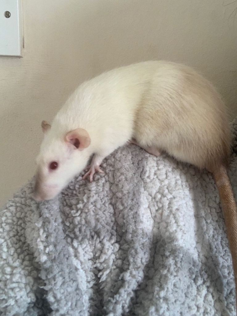 Rats