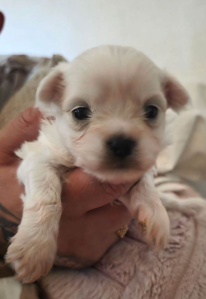 Malchipoo Puppies 3 Females