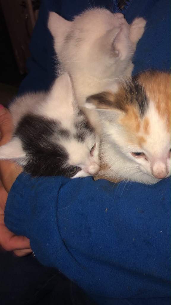 Kittens for sale 