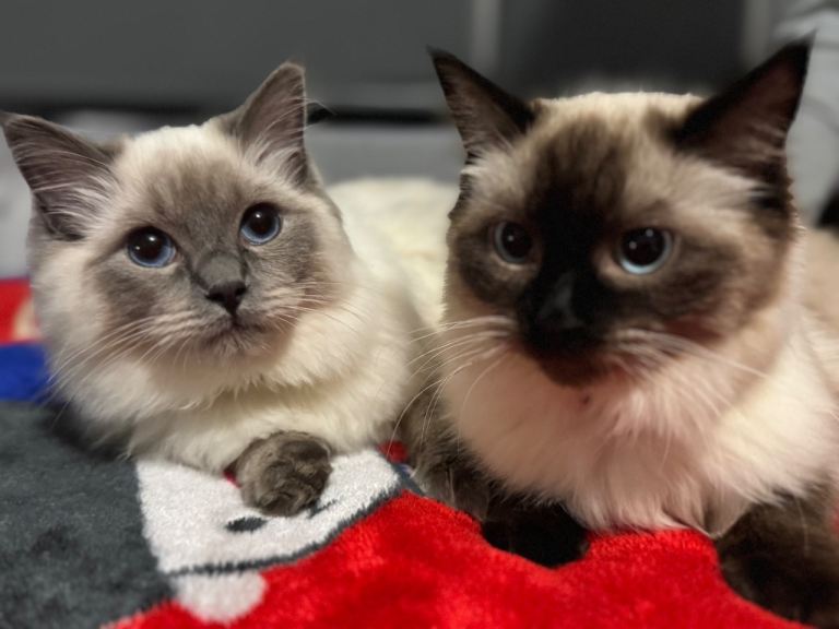 Ragdoll cats for sale