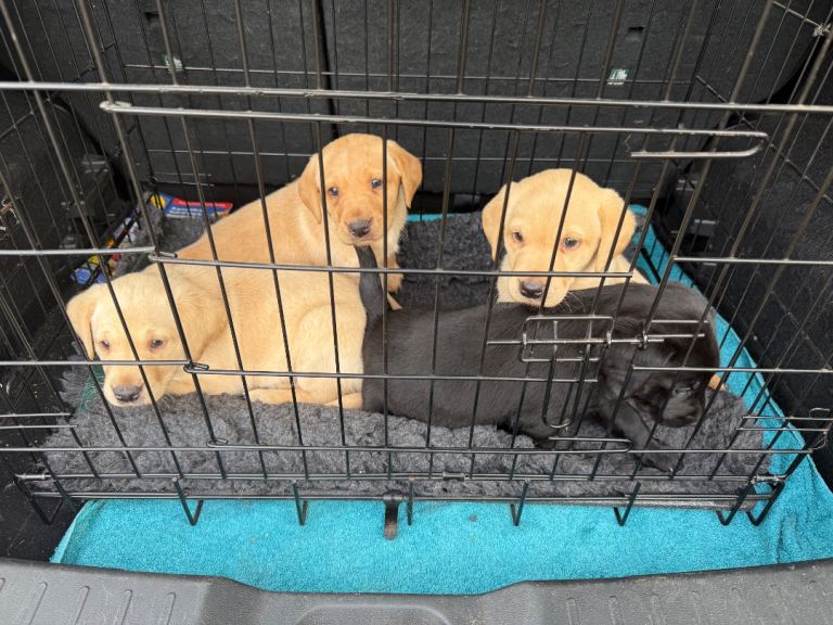 Chunky Labrador pups for sale 