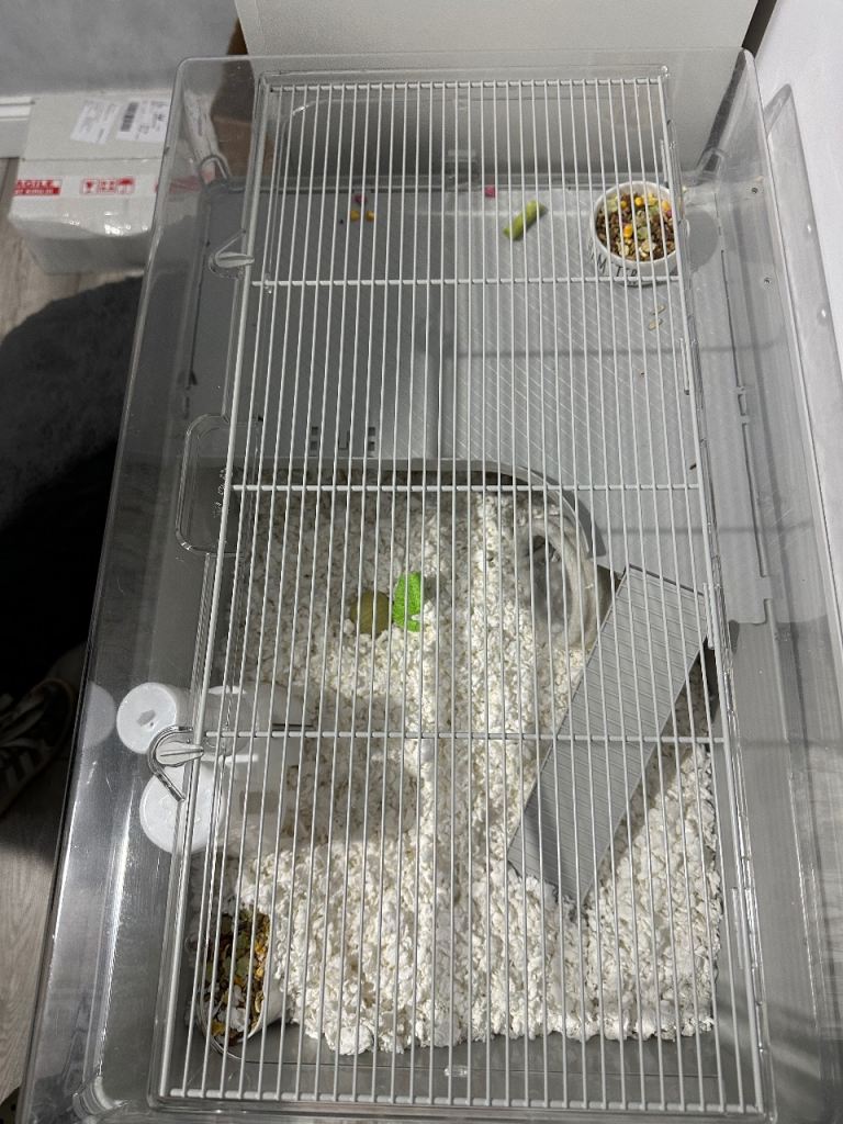 Russian hamster , cage, food, wheel, chews & toys 