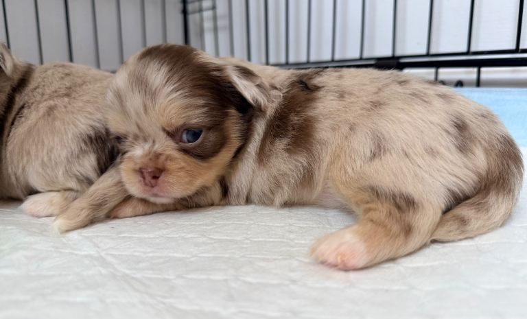 Russian/thai Long coat chihuahua puppies 