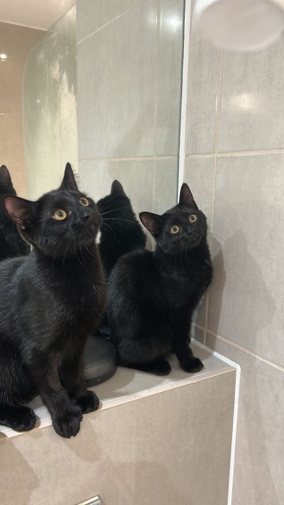 Two beautiful black sibling cats looking for a loving home – Bristol