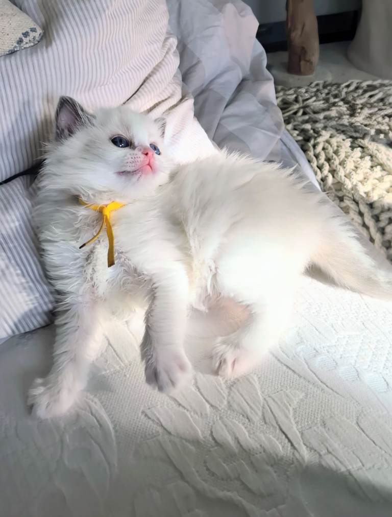 Tica registered Bicolor ragdolls from Imperial grand champion lines