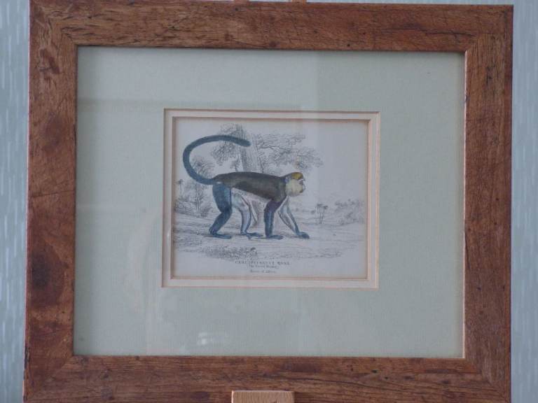 19th Century Natural History Illustrations