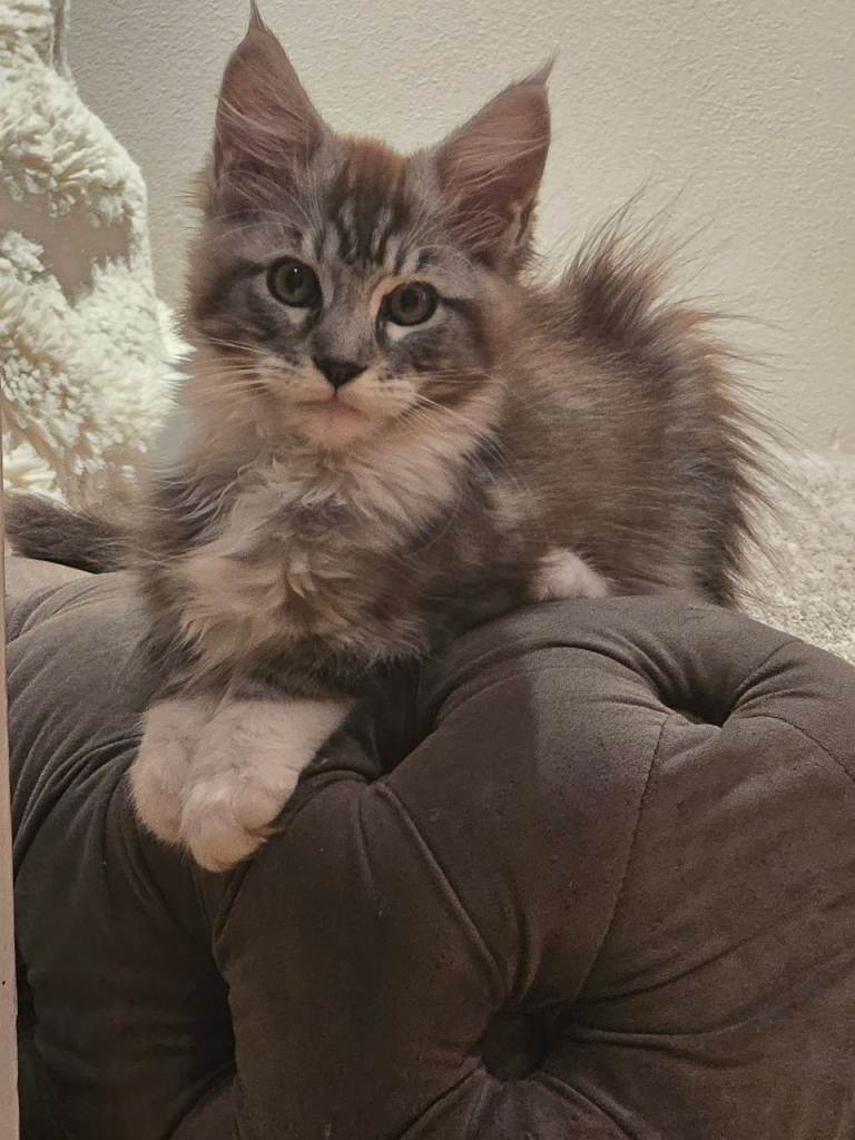 Maine Coon kittens 