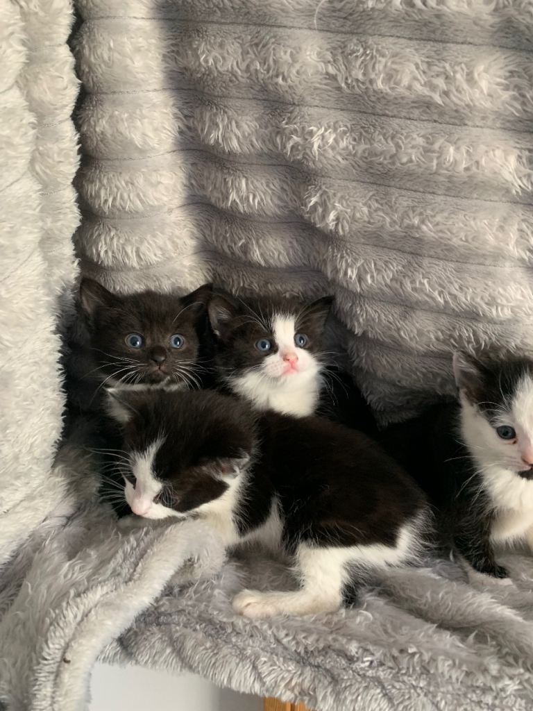 Beatiful kittens ready for 5 ⭐ homes 
