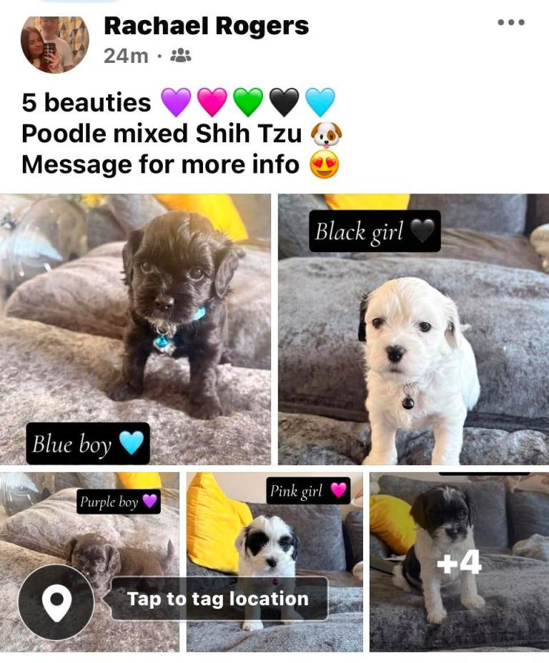 Shihpoo Puppies