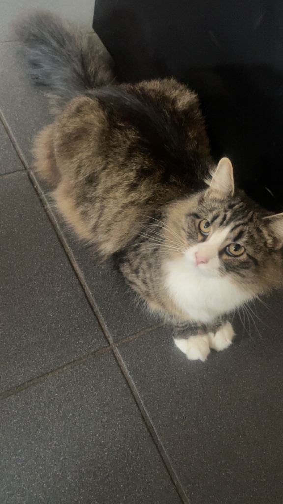 Male Cat For Sale 