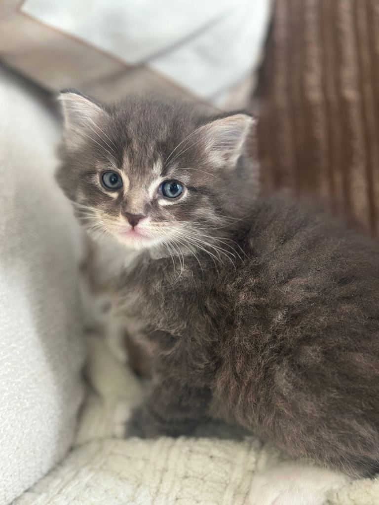 2 beautiful kittens from our ragdoll family cat 