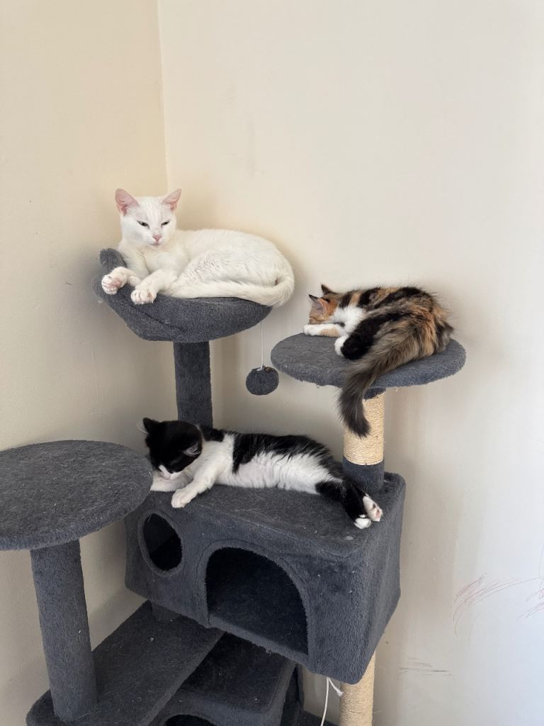 2 lovely kittens 