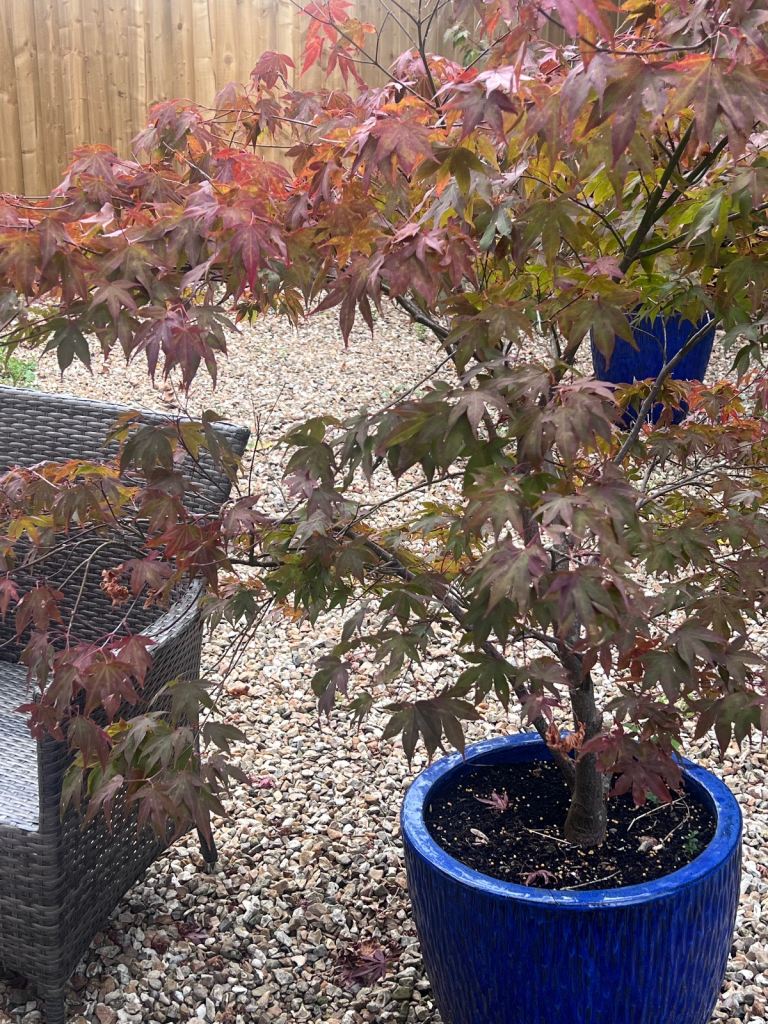 image for Beautiful mature potted  Acer Tree