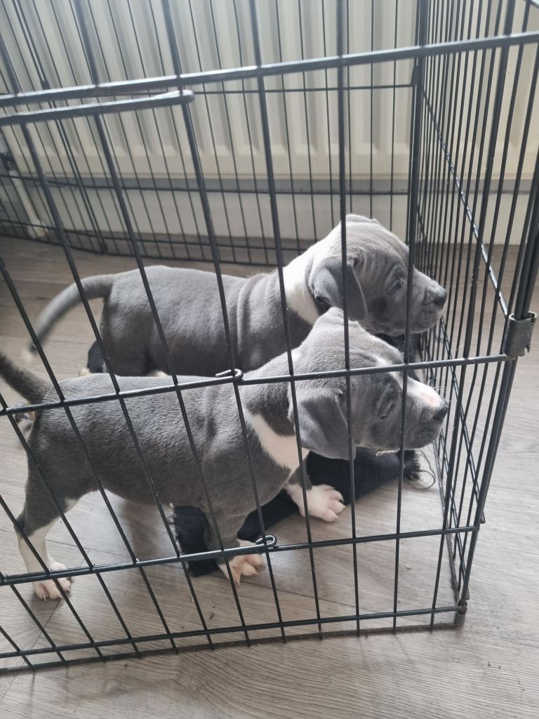 Blue staffordshire puppies 