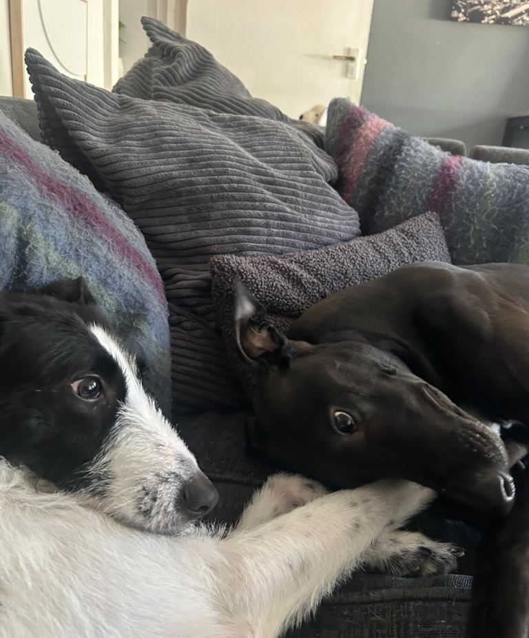 Hugo looking for his forever home