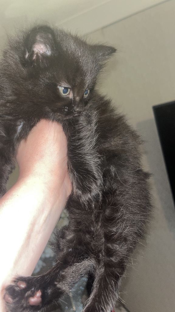 1 left British short hair x kittens 