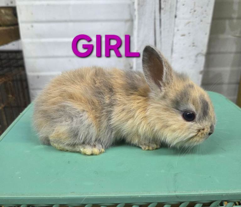 HAND REARED BABY RABBITS!!! VIEW ALL PICTURES!!