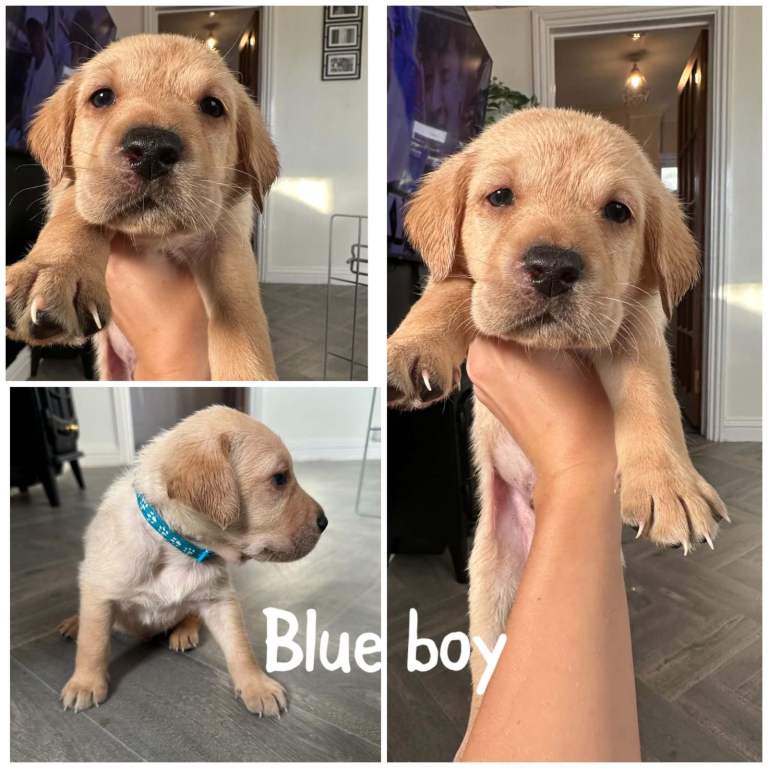 Labrador retriever puppies