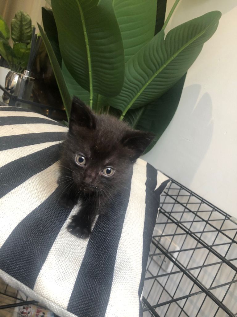 2 kittens looking for forever homes-drop off available 
