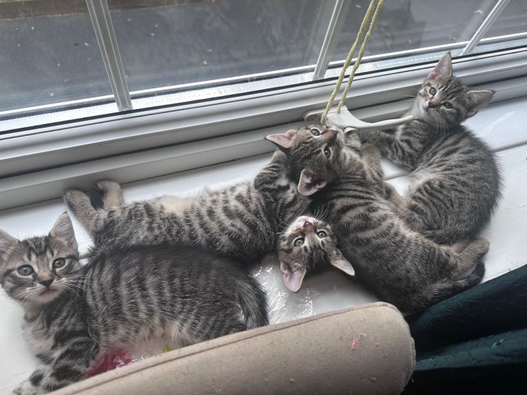 Tabby kittens 