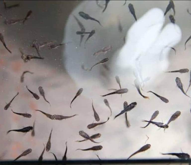 Guppy Fry and shrimp 