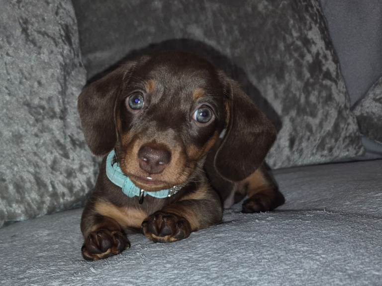 Adorable Miniature Dachshund Puppies 