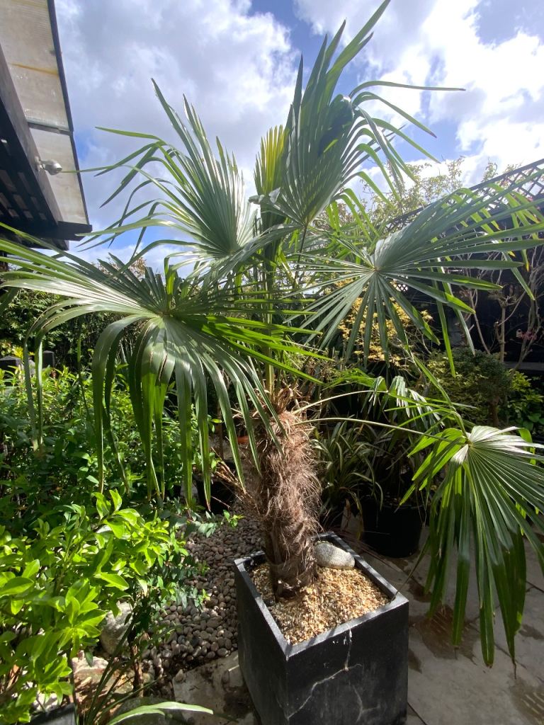 Large mature windmill palm Trachycarpus fortunei 2m high evergreen easy care palm tree