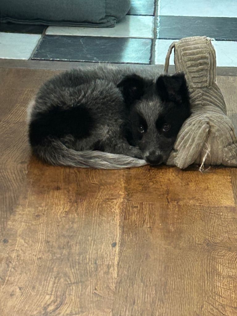 14 week old 